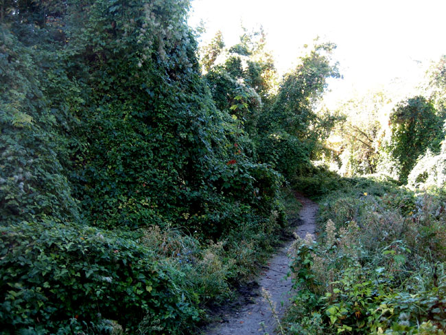 path around fence